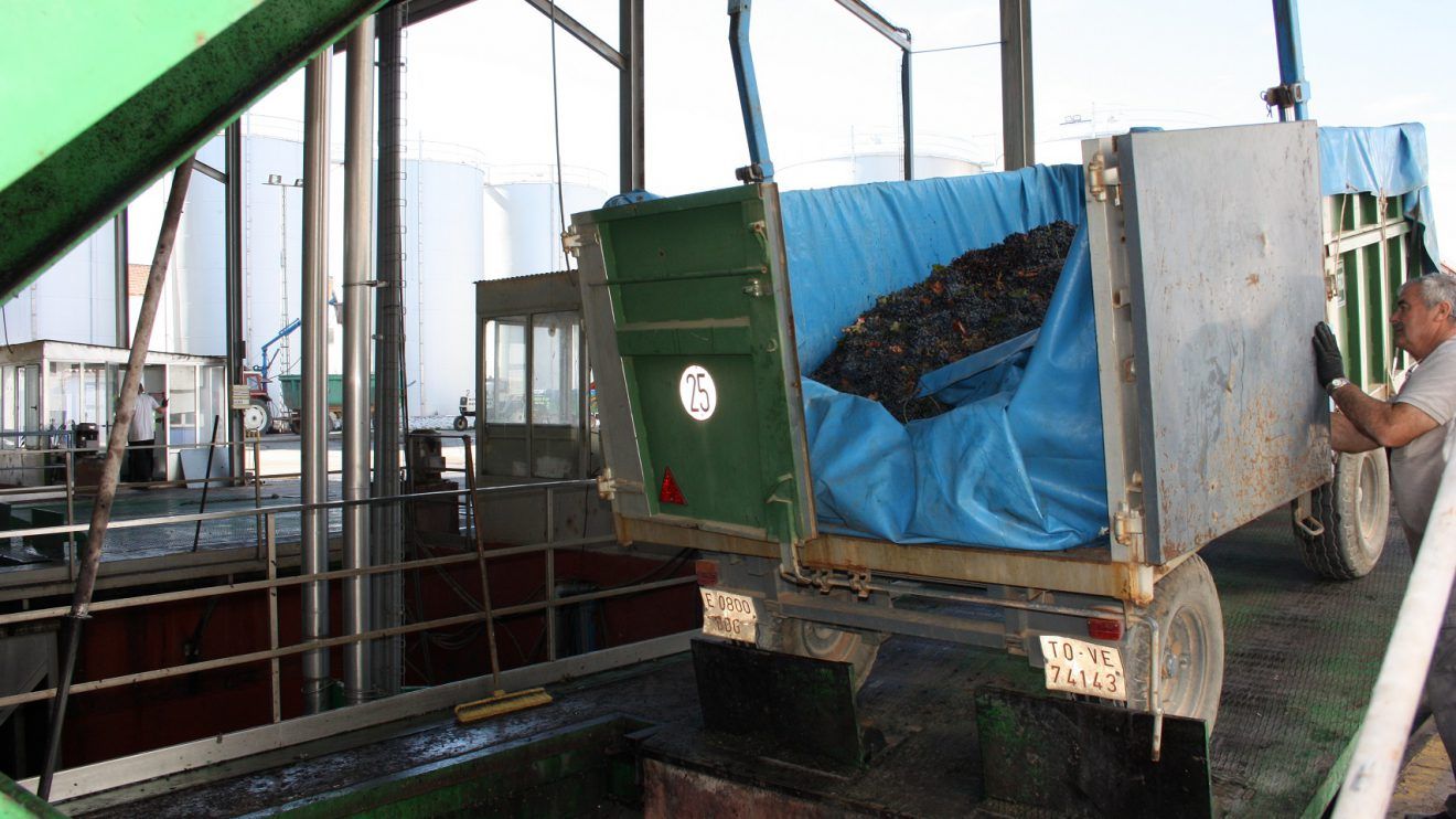 Descarga de uva tinta en Cooperativa de El Toboso