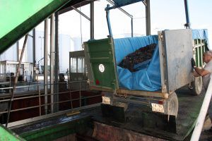 Descarga de uva tinta en Cooperativa de El Toboso